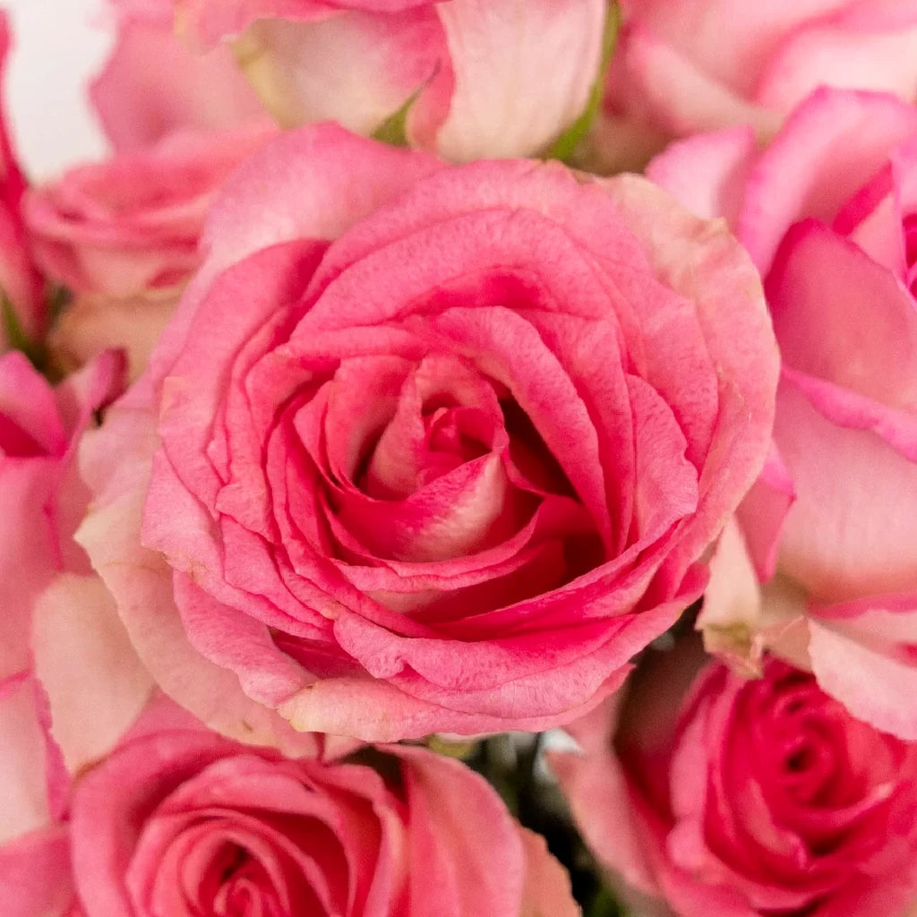 Sweet Unique Roses Standard - main