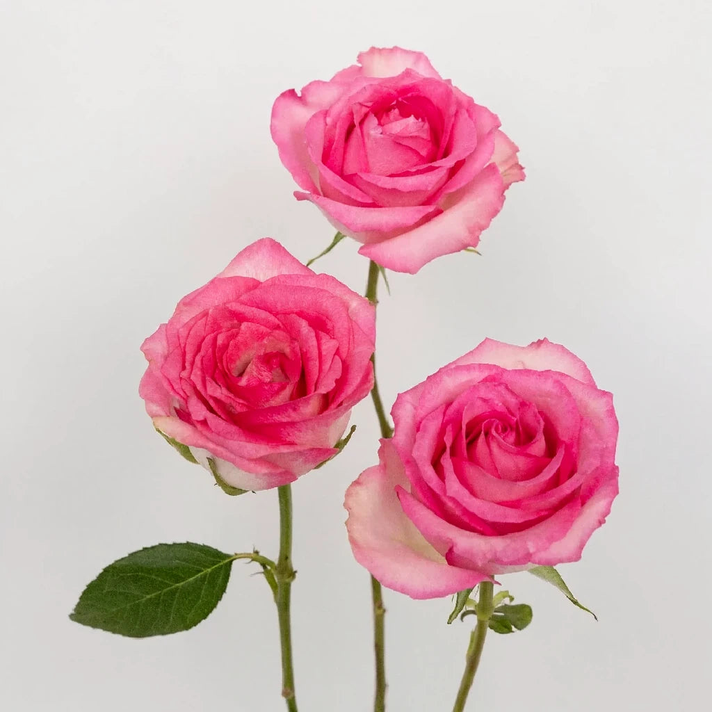 Sweet Unique Roses Standard - alternative 1