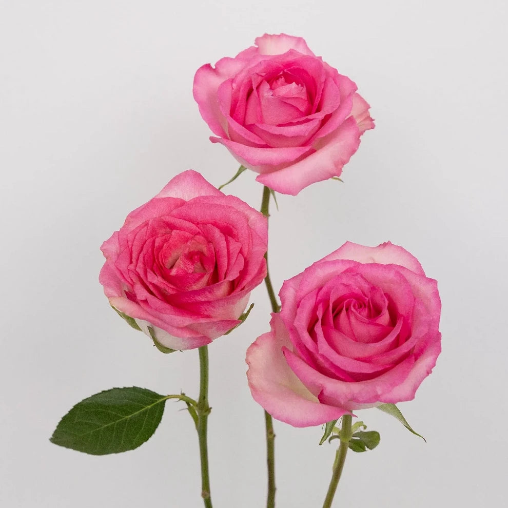 Pink Sweet Unique Roses Standard - main