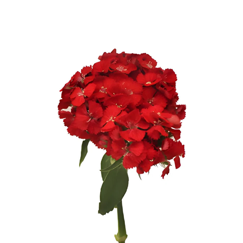 Sweet W. Red Dianthus - main