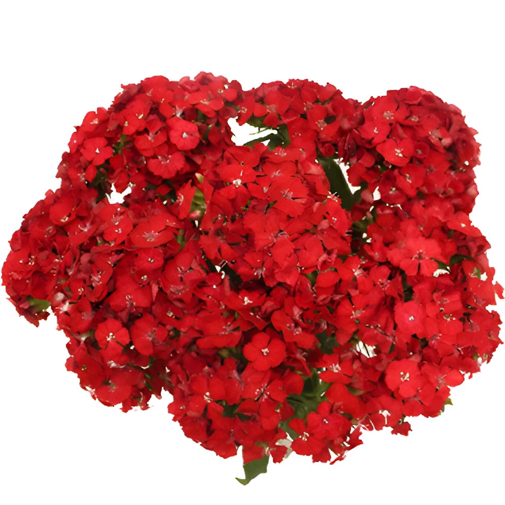 Sweet W. Red Dianthus - alternative 1