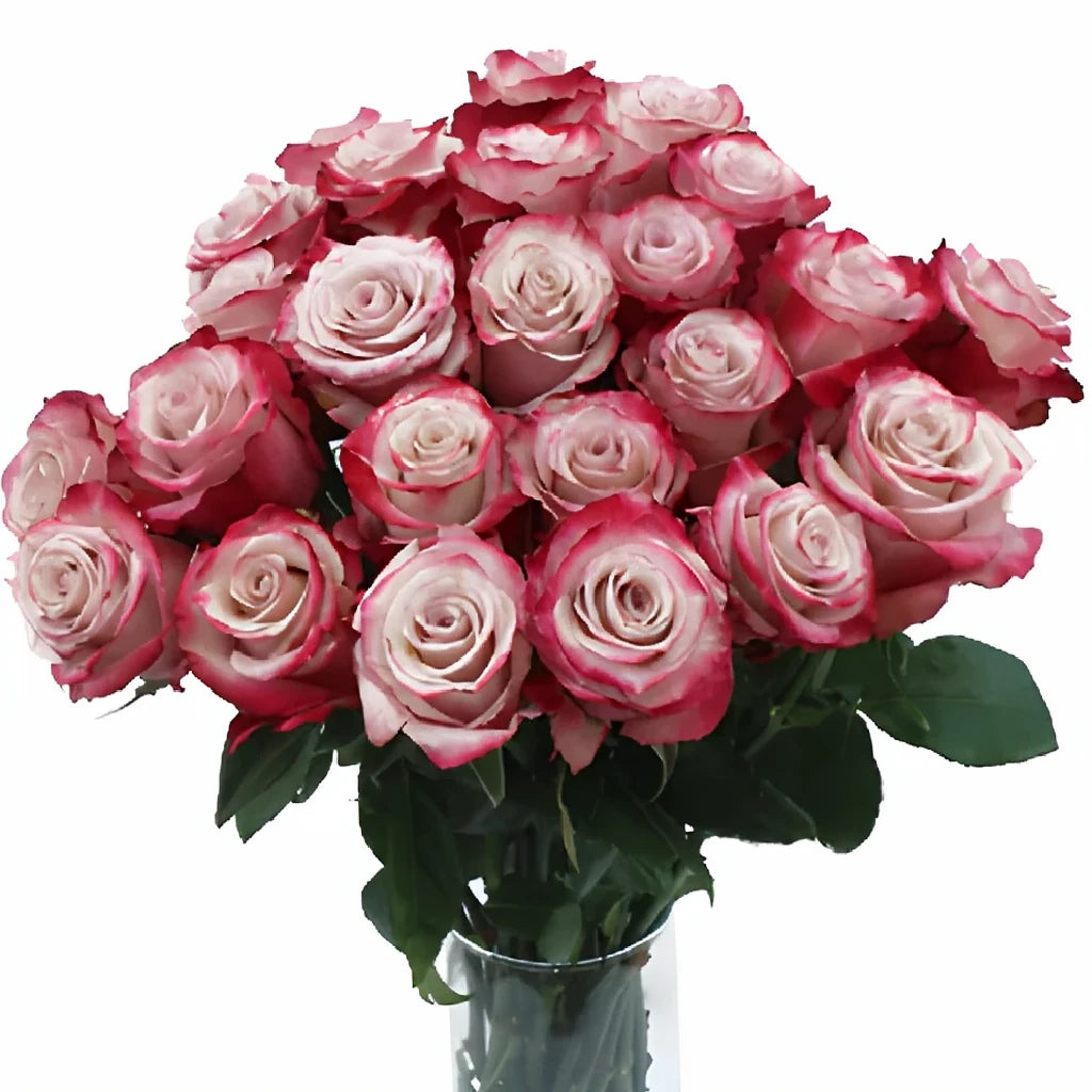 Sweetberry Roses Standard - alternative 3
