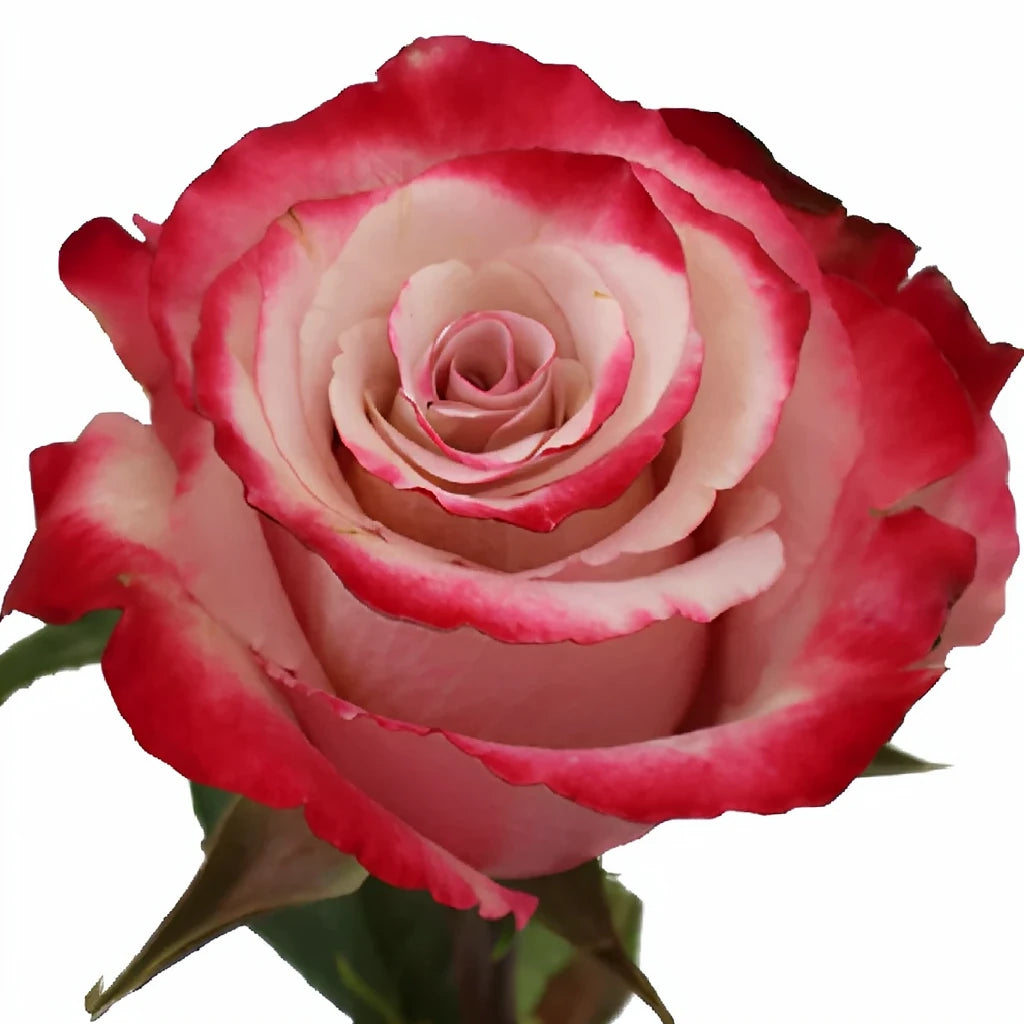 Sweetberry Roses Standard - main