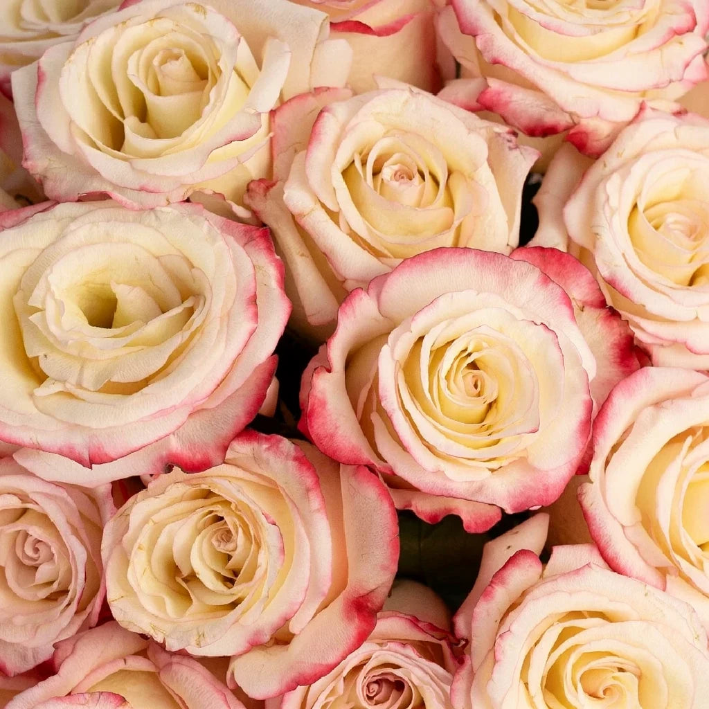 Sweetness Roses Standard - main