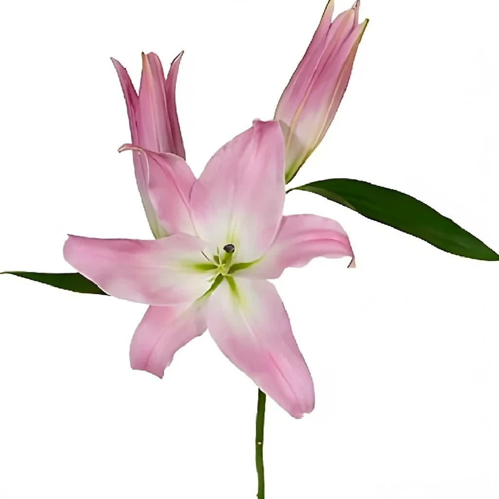 Table dance Lilies Oriental - alternative 1