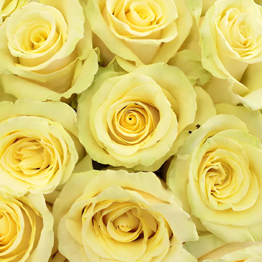 Takini Roses Standard - main