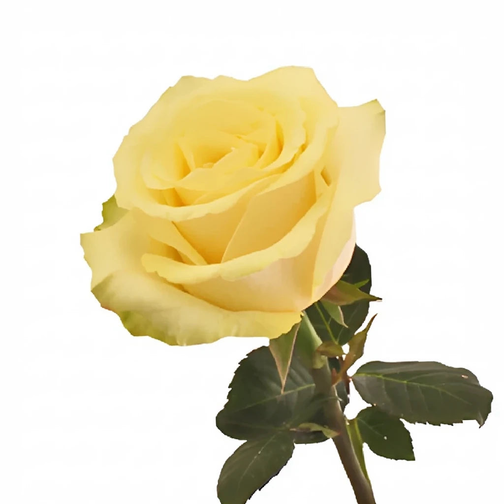 Takini Roses Standard - alternative 2