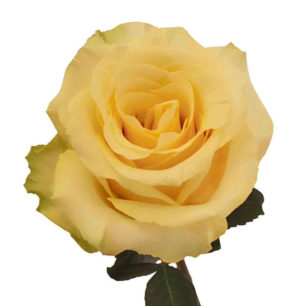 Takini Roses Standard - alternative 3