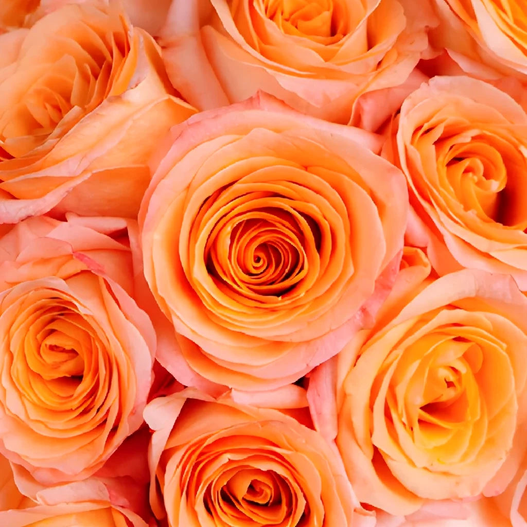 Coral Reef Roses Standard - alternative 1