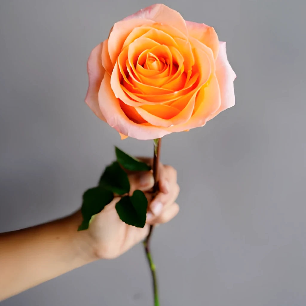 Coral Reef Roses Standard - alternative 2