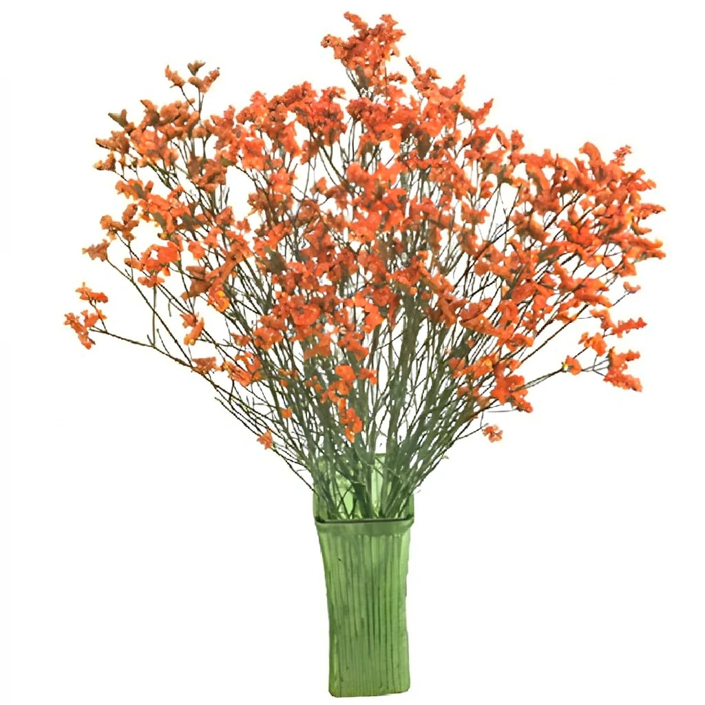 Tinted Limonium - Orange - main