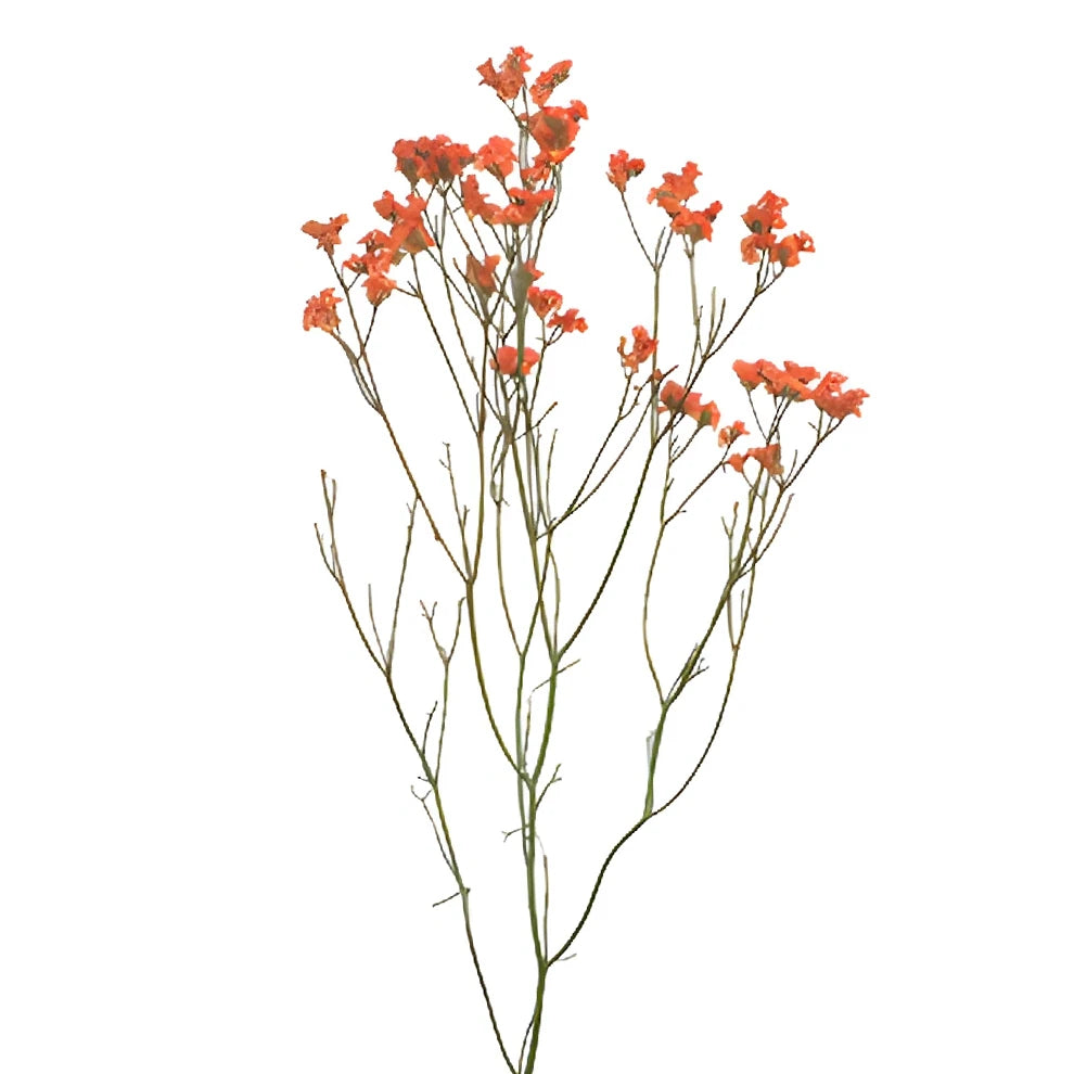 Tinted Limonium - Orange - alternative 2
