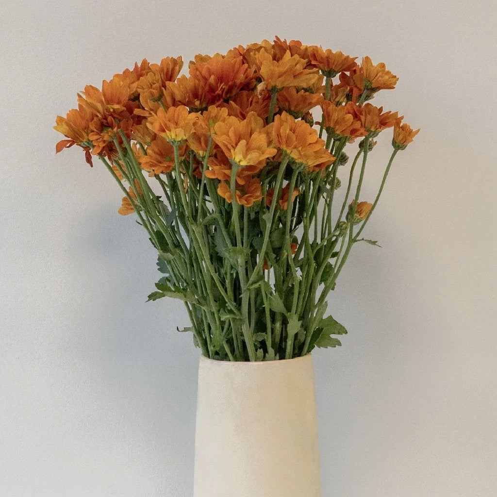 Managua Orange Pom Daisy - alternative 1