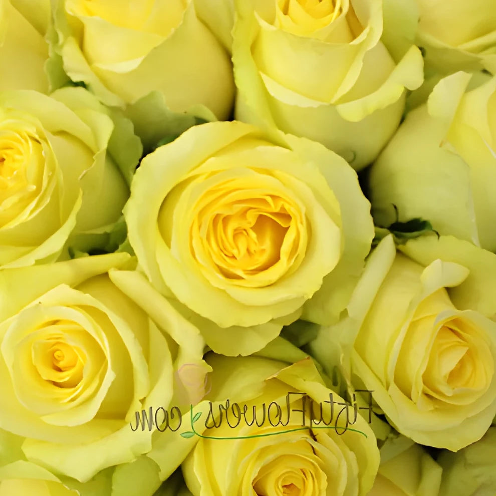 Tara Roses Standard - alternative 1