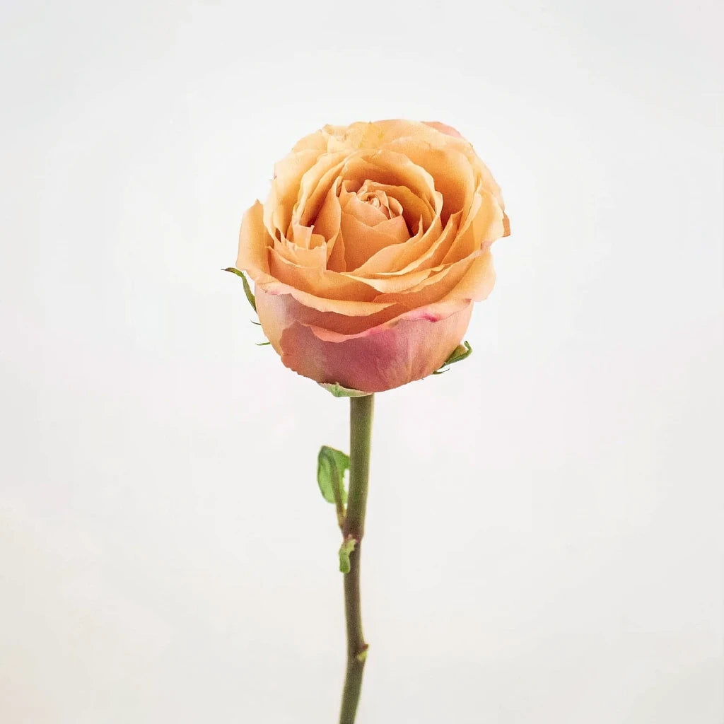 Taxo Roses Standard - alternative 2