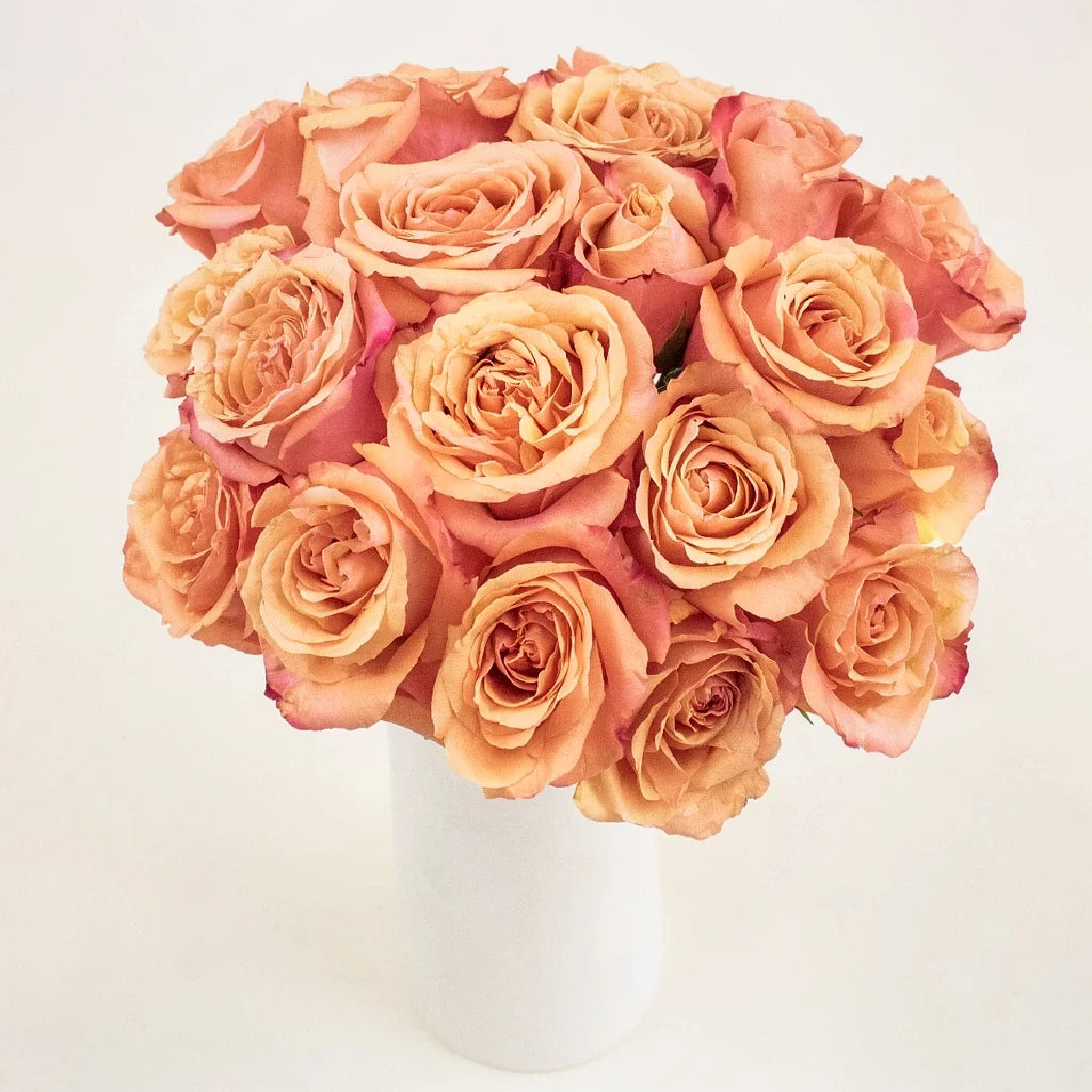 Taxo Roses Standard - alternative 3