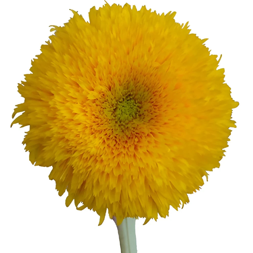 Teddy Bear Sunflowers - alternative 1