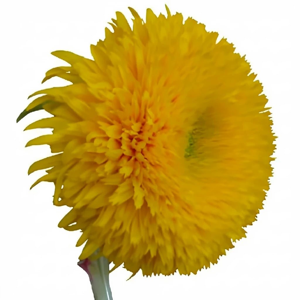 Teddy Bear Sunflowers - main