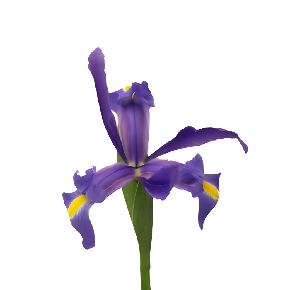 Blue Iris - alternative 1