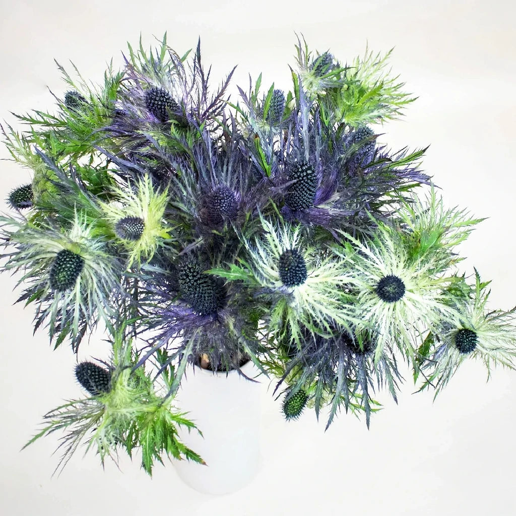 Jackpot Thistle - main