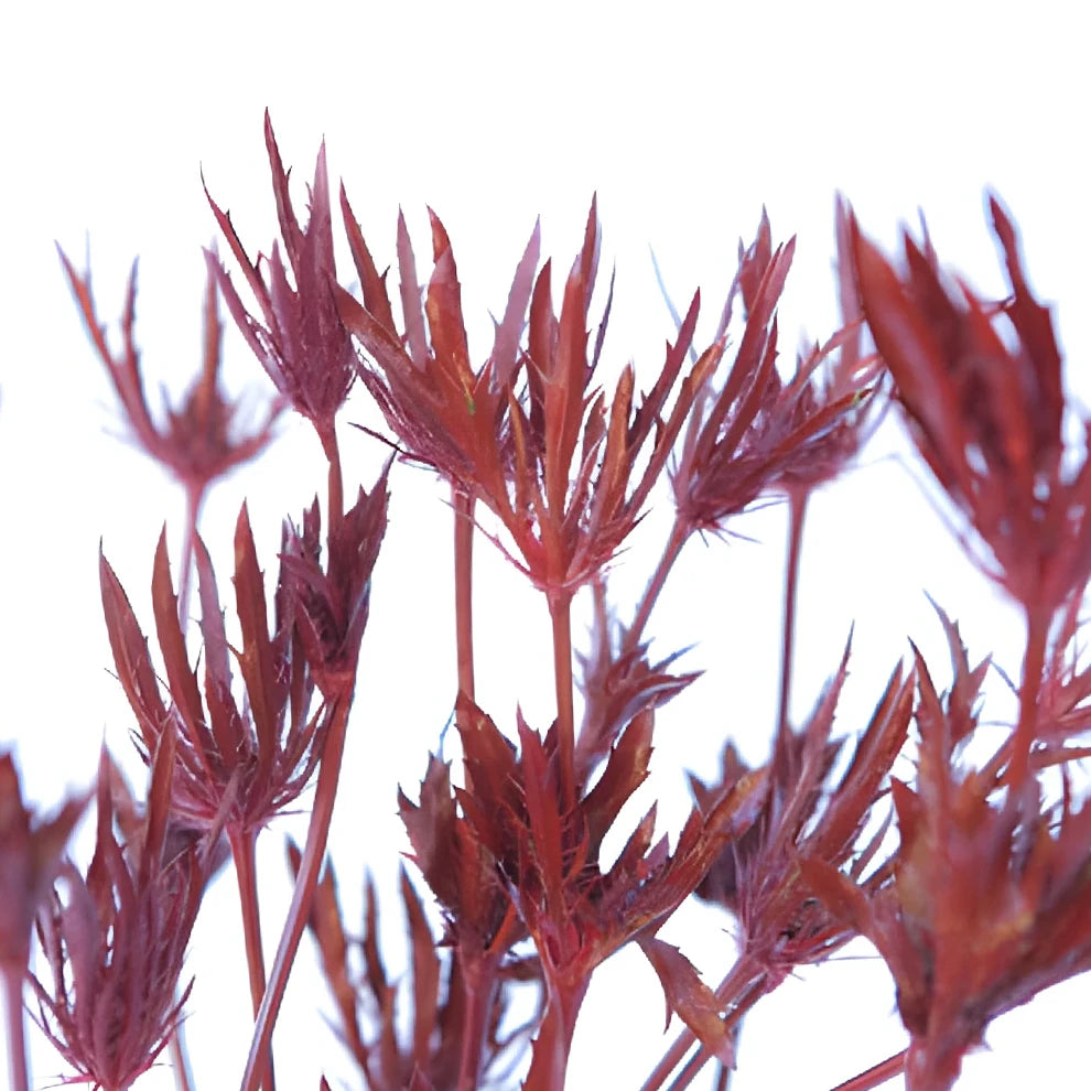 Tinted Red Thistle - main