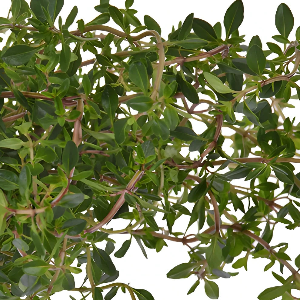 Thyme Greenery - alternative 1