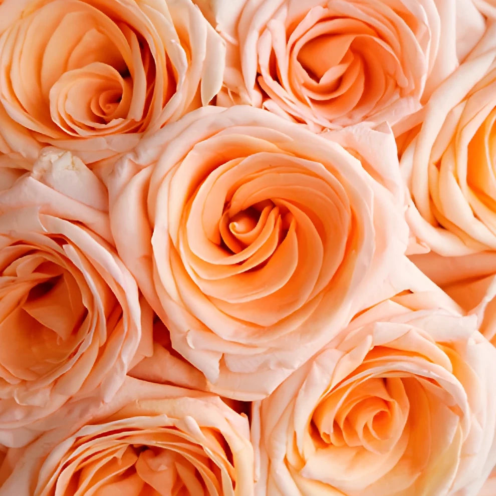 Peach Tiffany Roses Standard - alternative 2