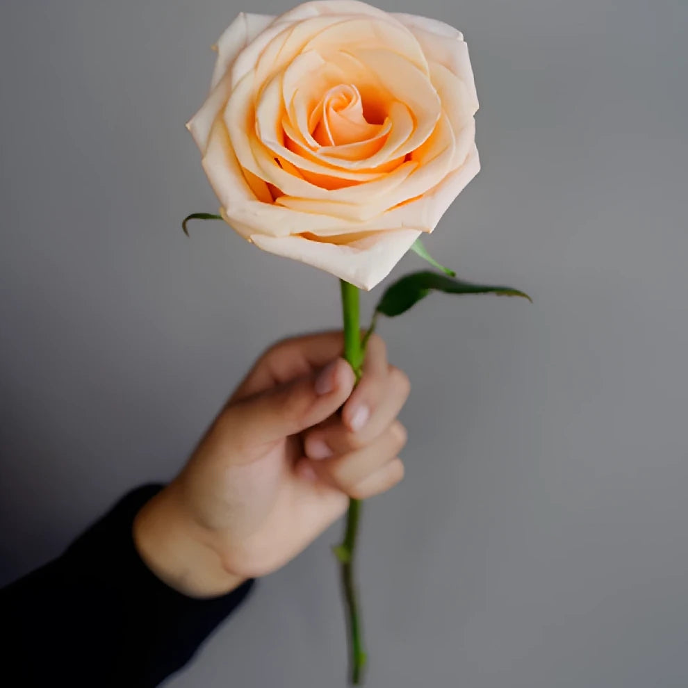 Peach Tiffany Roses Standard - alternative 1