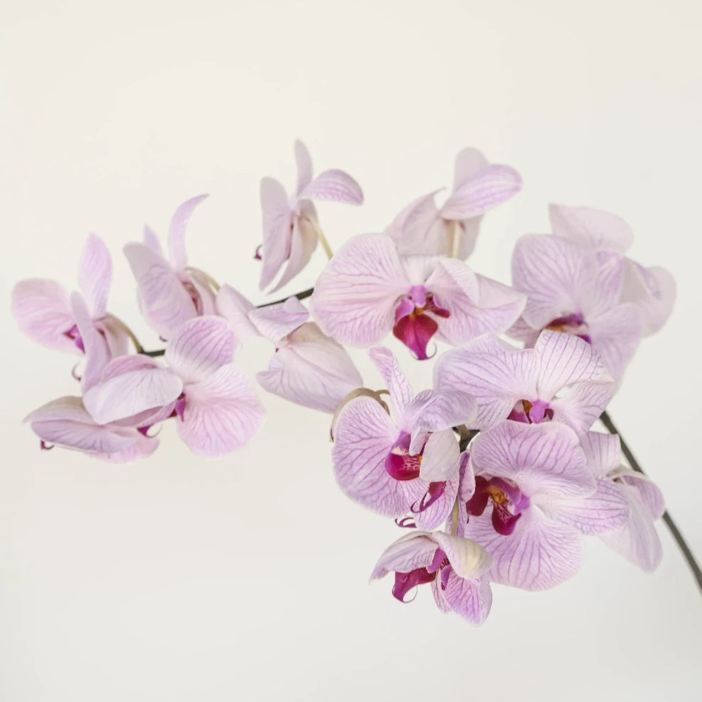 Tiger Striped Orchids Phalaenopsis - alternative 1