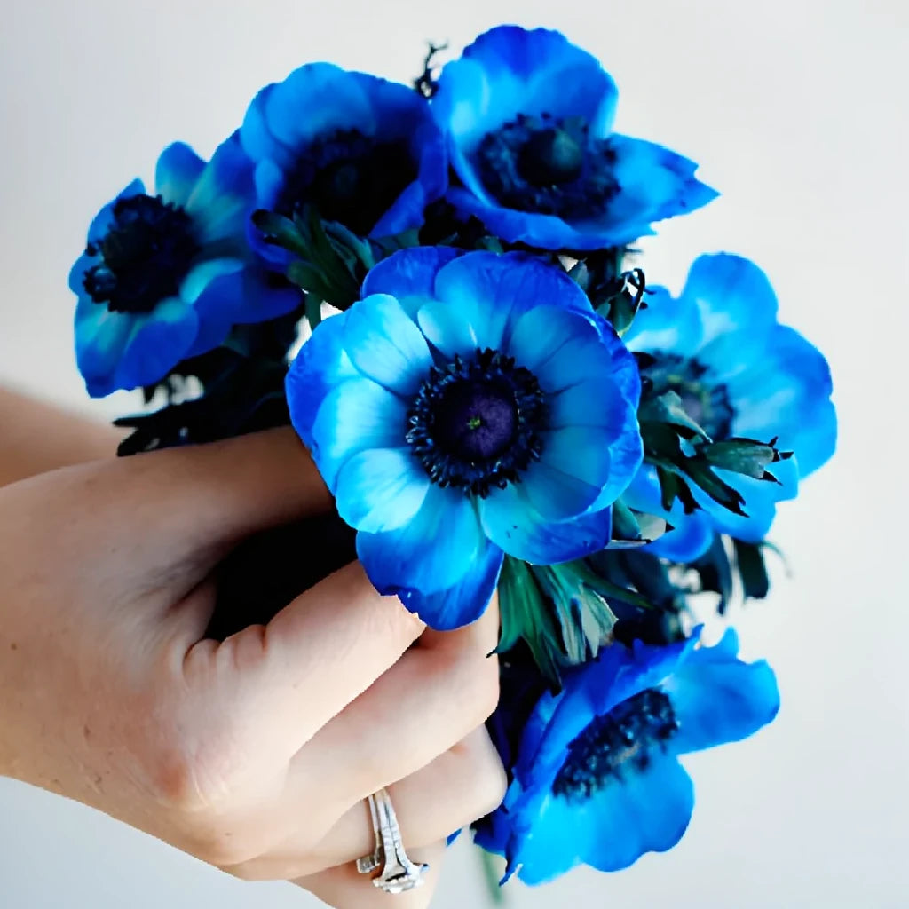 Tinted Anemones - main