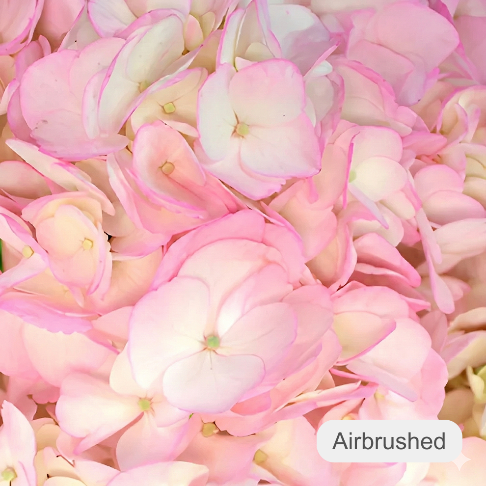 Tinted Hydrangeas - main