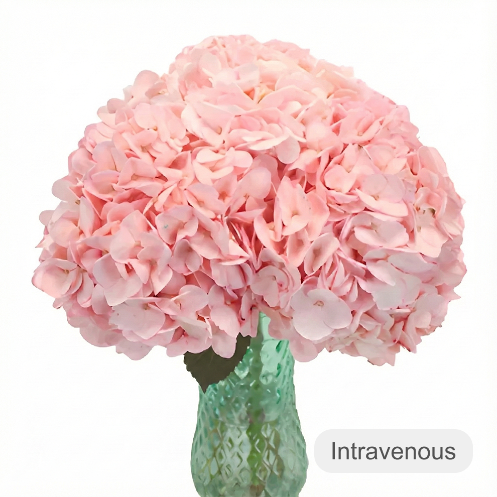 Tinted Hydrangeas - alternative 2
