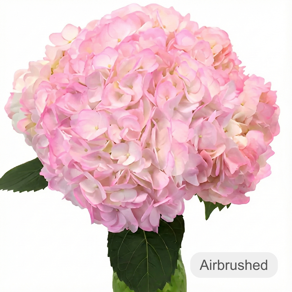 Tinted Hydrangeas - alternative 3