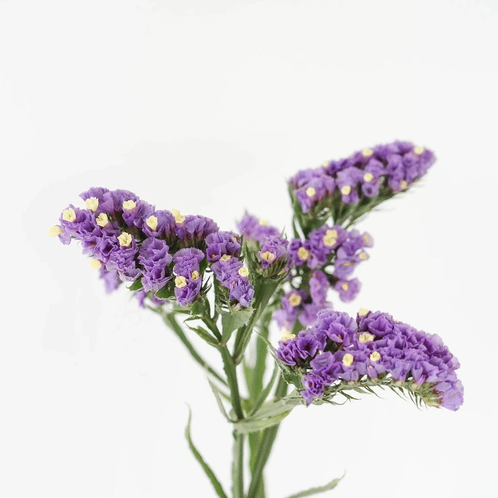 Lavender Statice - alternative 2