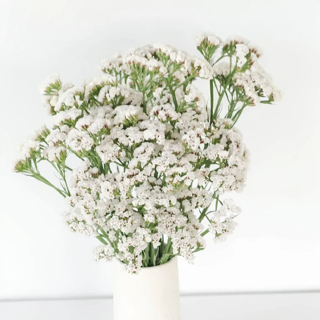 White Statice - main