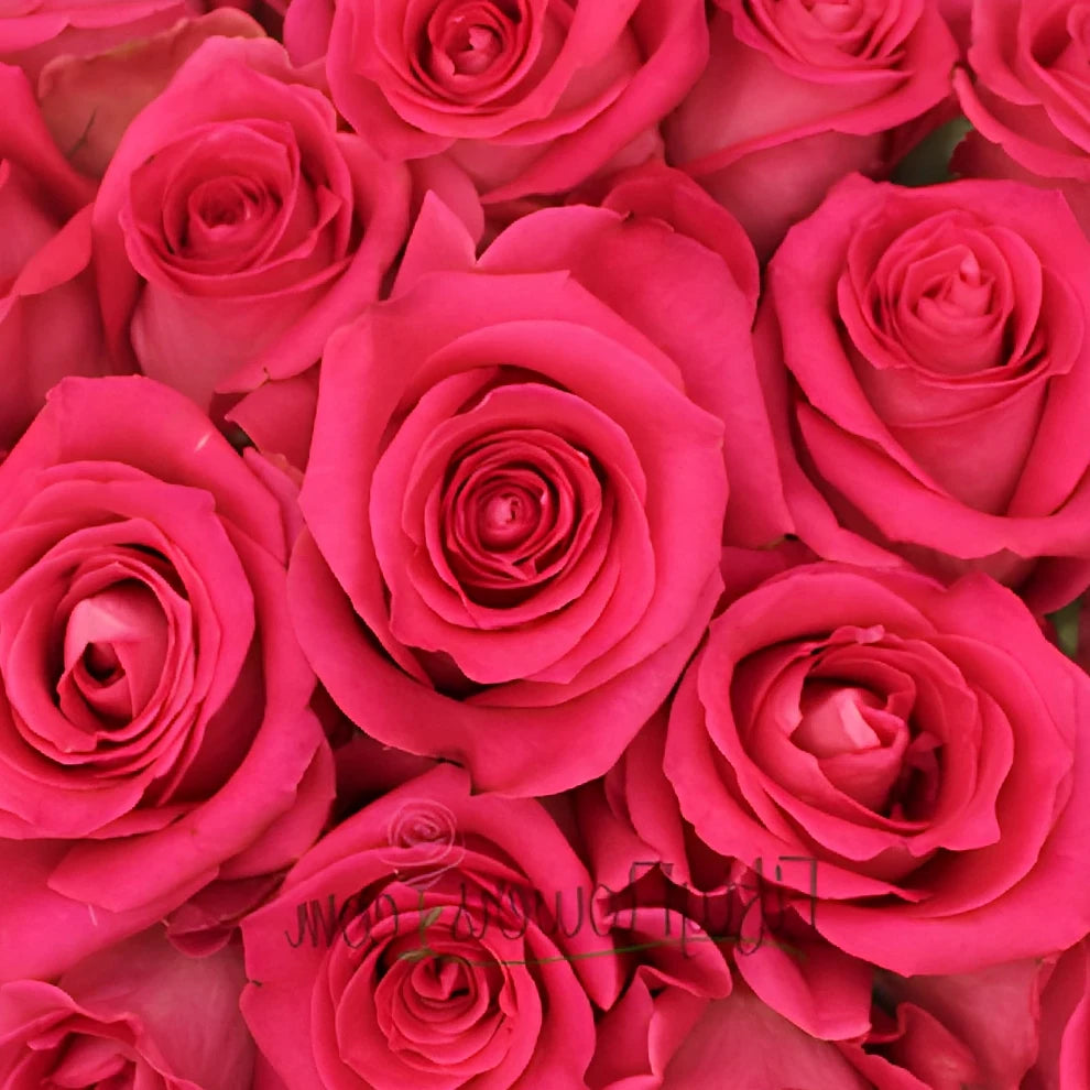 Hot Pink Topaz Roses Standard - main