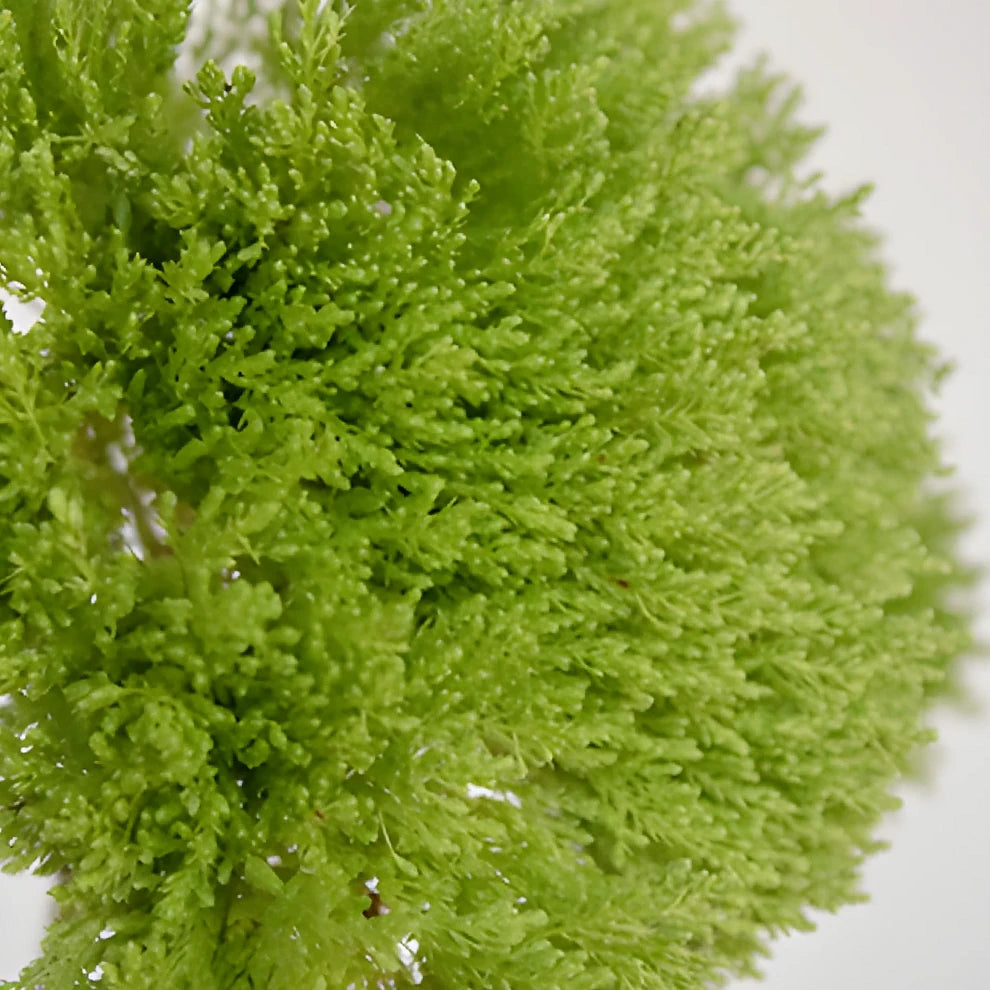 Green Trachellium - main
