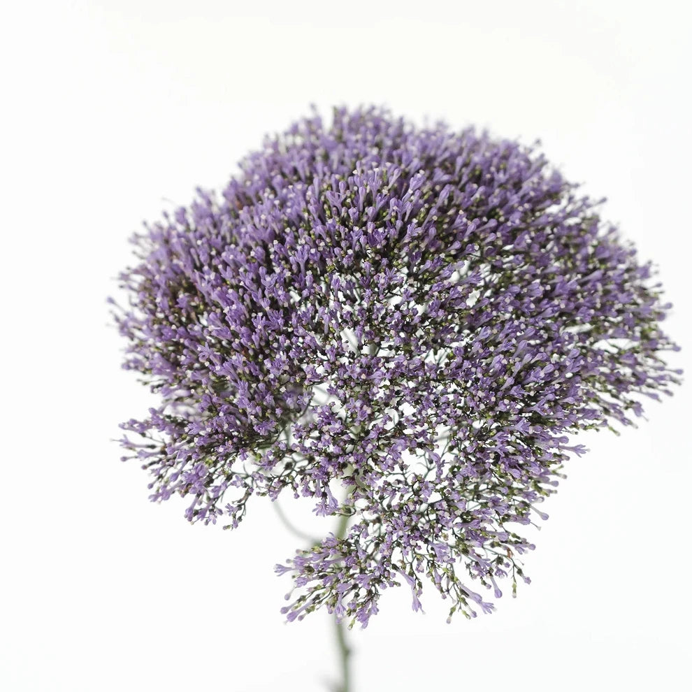 Purple Trachellium - main