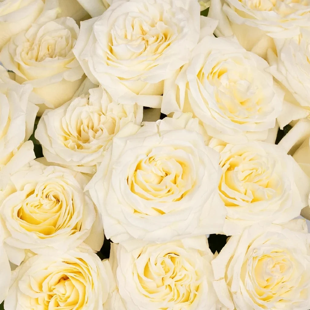 Moonlight Roses Garden - main