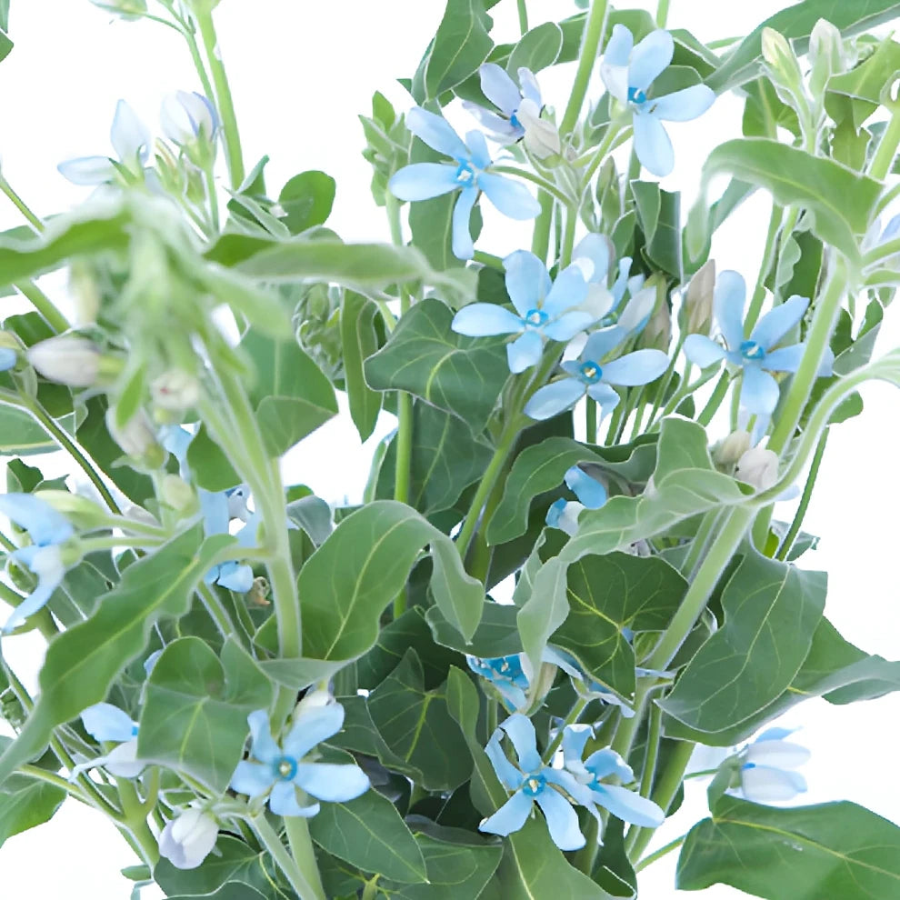 Blue Tweedia - main