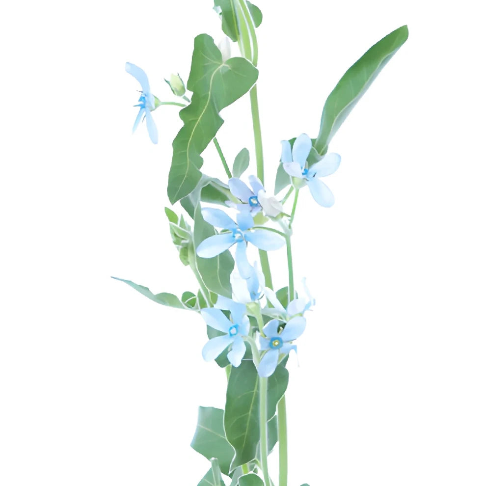 Blue Tweedia - alternative 3