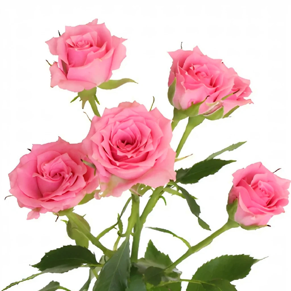 Twinkle Bride Roses Spray - alternative 3