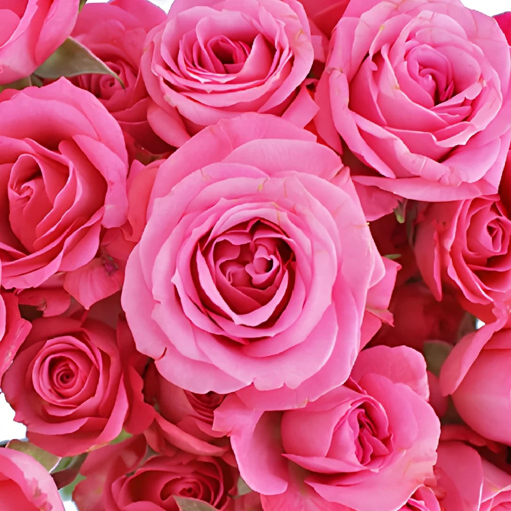 Astral Roses Spray - alternative 1