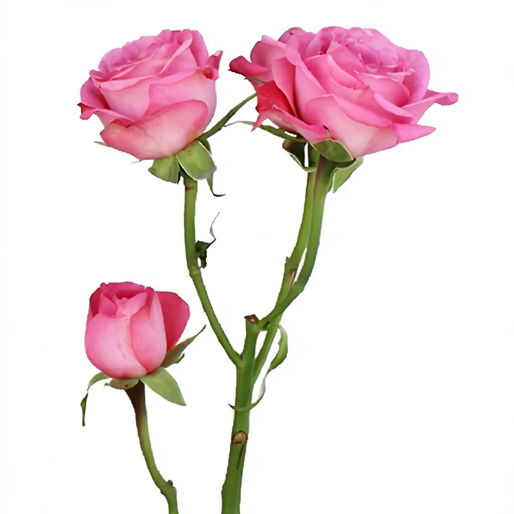 Twinkle Bride Roses Spray - main