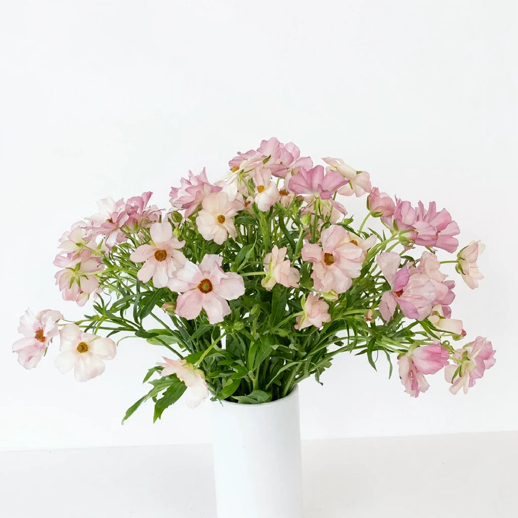 Light Pink Butterfly Ranunculus - Light Pink - alternative 1