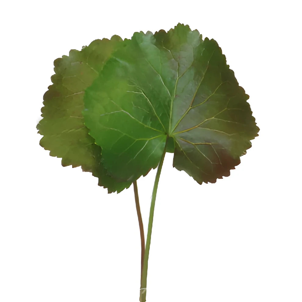 Galax Greenery - alternative 2