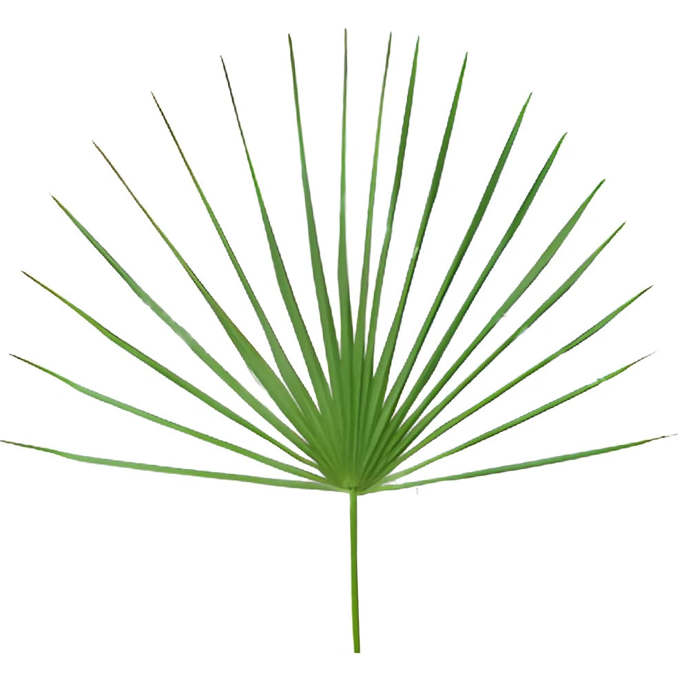 Palmetto Fans Greenery - main