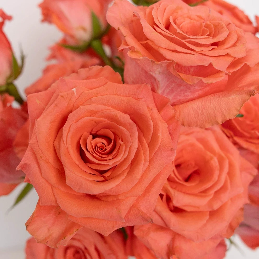 Marlysse Roses Standard - main