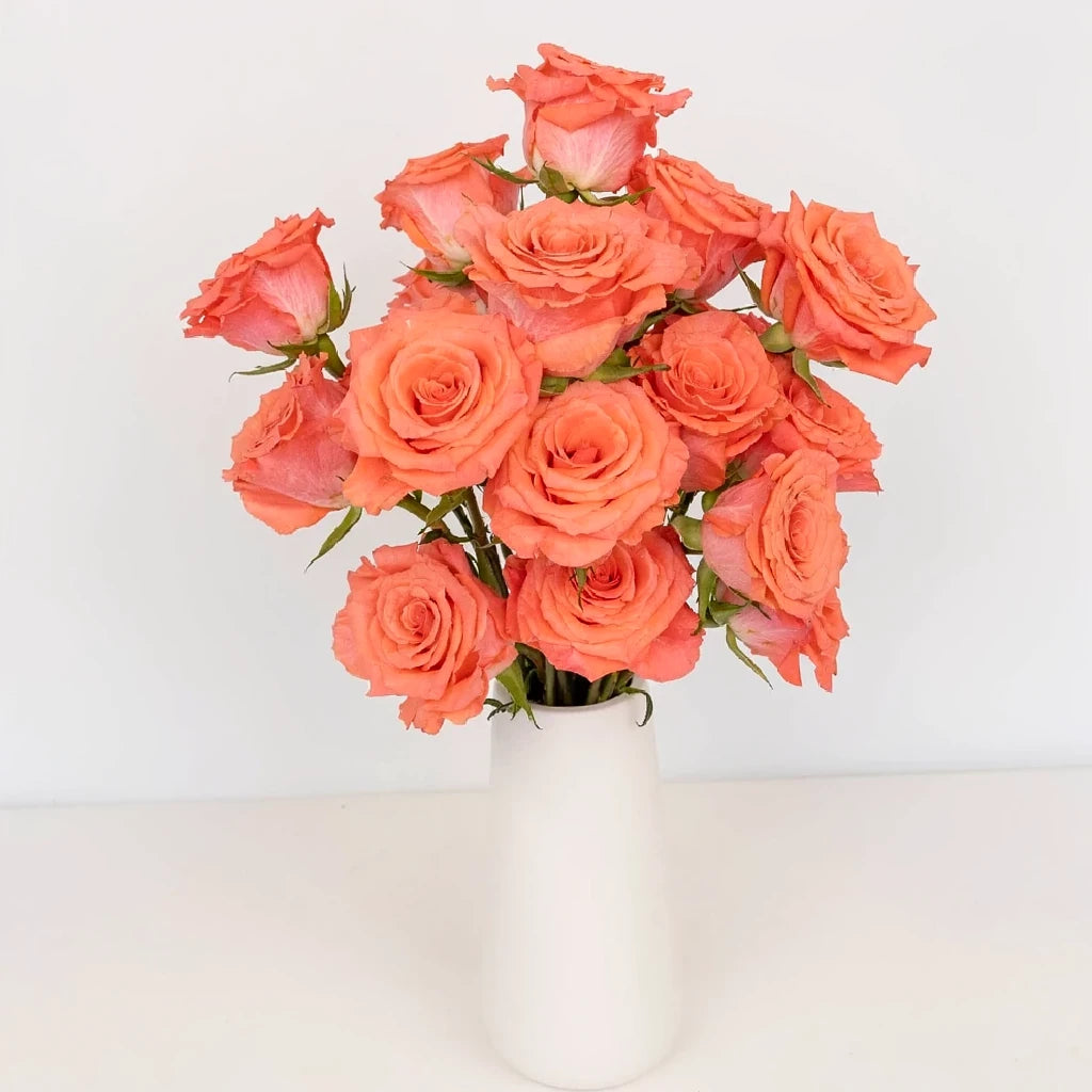 Marlysse Roses Standard - alternative 1