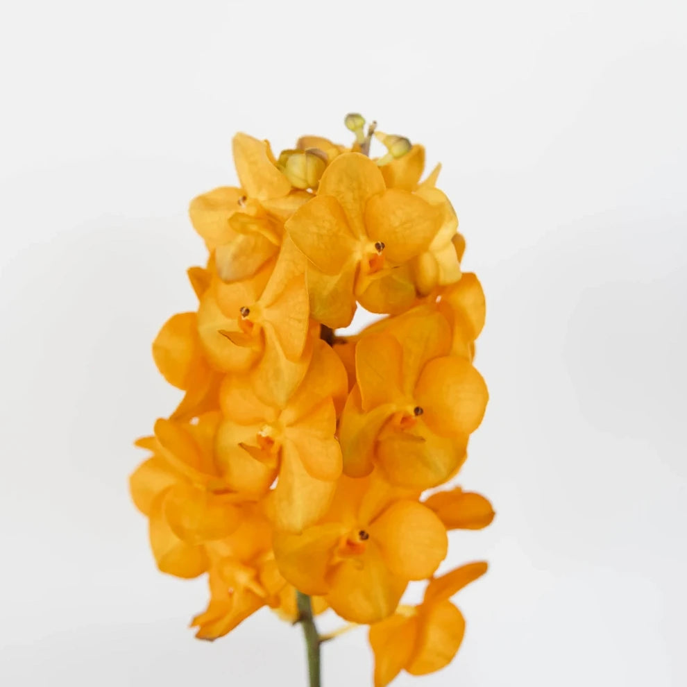Orange Orchids Vanda - alternative 2